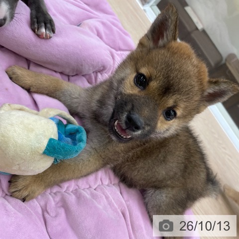 柴の写真