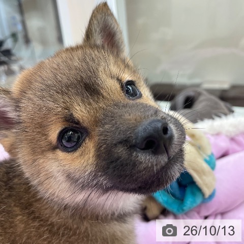 柴の写真
