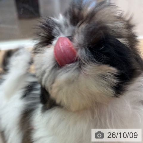 シー・ズーの写真