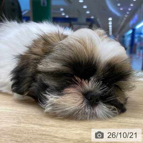 大阪府のシーズー (ペットプラス 鶴見店/2026年7月27日生まれ/男の子/ホワイトゴールド)の子犬の3枚目の画像