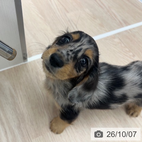 カニーンヘン・ダックスフンドの写真