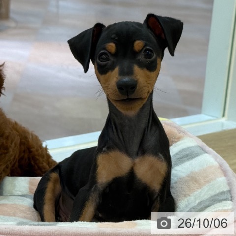 ミニチュア・ピンシャーの写真