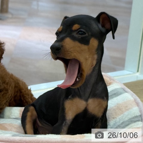 ミニチュア・ピンシャーの写真