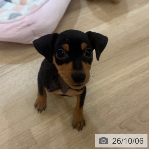 ミニチュア・ピンシャーの写真