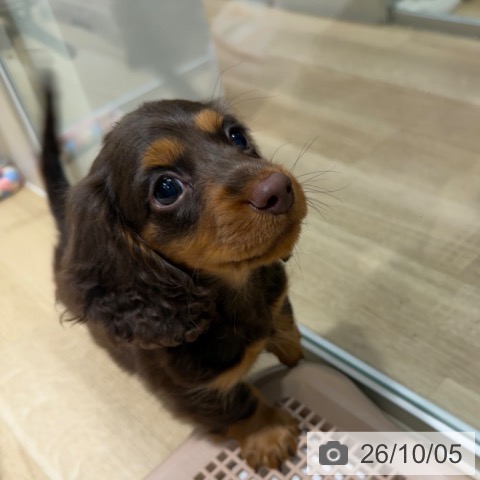 ミニチュア・ダックスフンドの写真