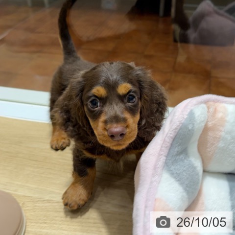 ミニチュア・ダックスフンドの写真
