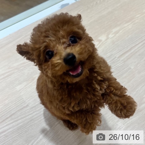 大阪府のトイプードル(トイ) (ペットプラス 堺鉄砲町店/2026年8月4日生まれ/男の子/レッドフォーン)の子犬の4枚目の画像