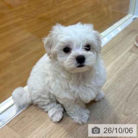 京都府のマルチーズ (ペットプラス イオンモールKYOTO店/2026年7月29日生まれ/男の子/ホワイト)の子犬の4枚目の画像