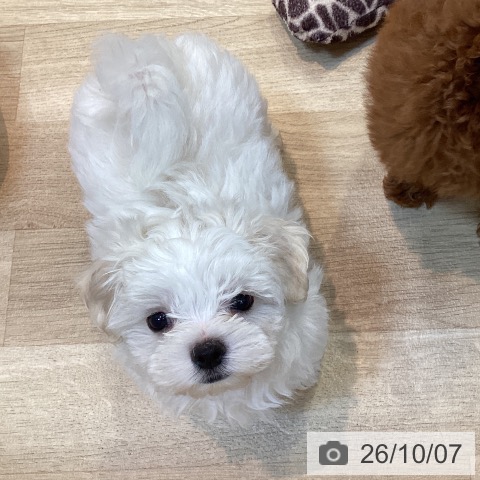 京都府のマルチーズ (ペットプラス イオンモールKYOTO店/2026年7月29日生まれ/男の子/ホワイト)の子犬の3枚目の画像