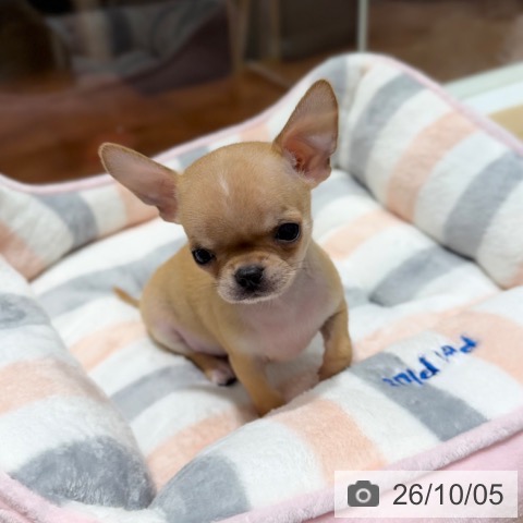 チワワの写真