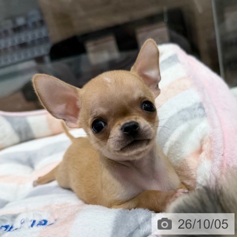 チワワの写真