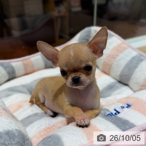 チワワの写真