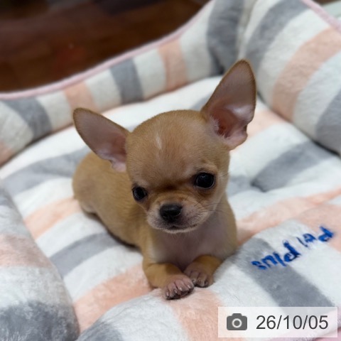チワワの写真