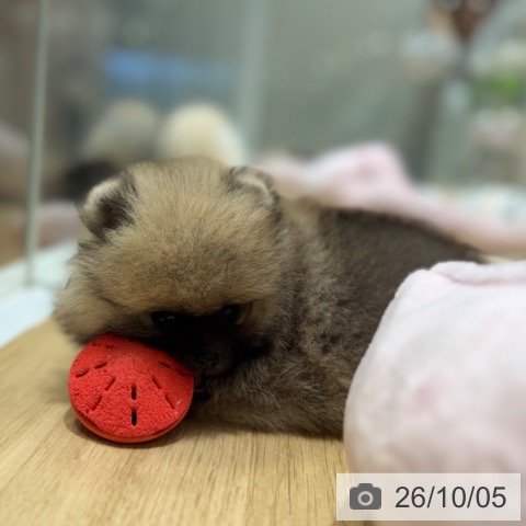 ポメラニアンの写真