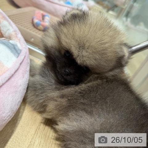 ポメラニアンの写真