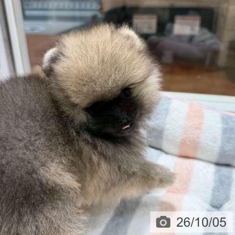 ポメラニアンの写真