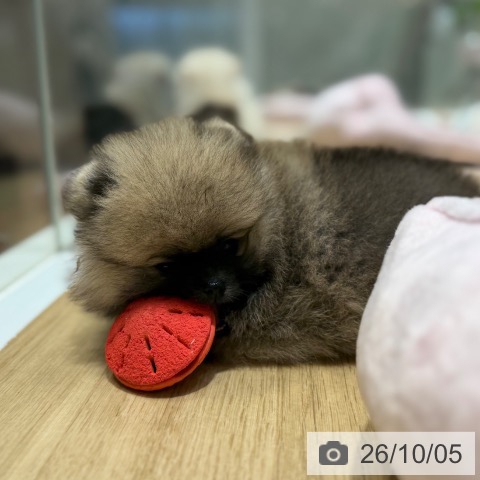 ポメラニアンの写真
