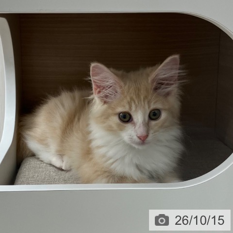 ノルウェージャンフォレストキャットの写真