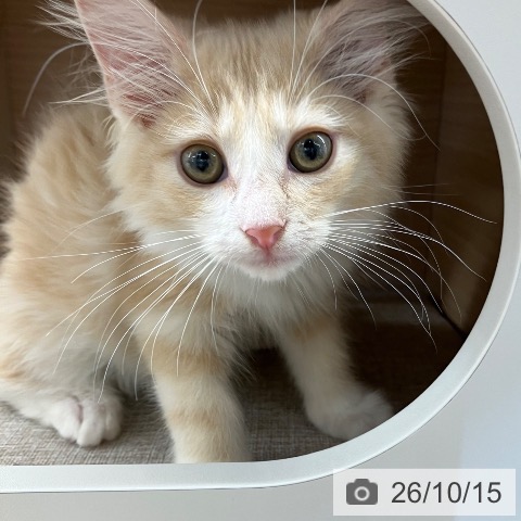 ノルウェージャンフォレストキャットの写真
