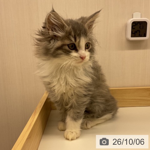 ノルウェージャンフォレストキャットの写真