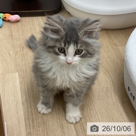 ノルウェージャンフォレストキャットの写真
