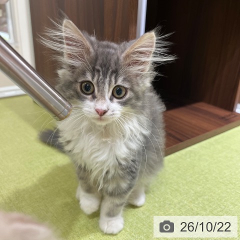 京都府のノルウェージャンフォレストキャット (ペットプラス 京都桂川店/2026年7月24日生まれ/女の子/ブルータビーホワイト)の子猫の4枚目の画像