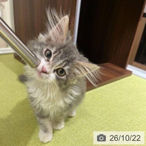 京都府のノルウェージャンフォレストキャット (ペットプラス 京都桂川店/2026年7月24日生まれ/女の子/ブルータビーホワイト)の子猫の3枚目の画像