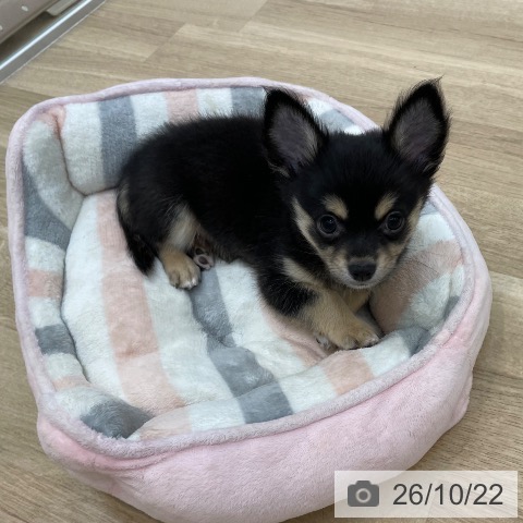 京都府のチワワ(ロング) (ペットプラス 久御山店/2026年8月6日生まれ/男の子/ブラックタン)の子犬の4枚目の画像