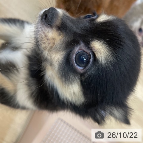 京都府のチワワ(ロング) (ペットプラス 久御山店/2026年8月6日生まれ/男の子/ブラックタン)の子犬の3枚目の画像