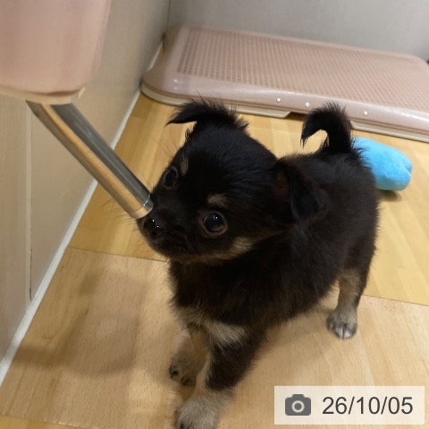 チワワの写真