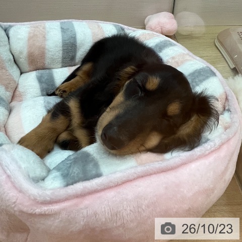 兵庫県のカニンヘンダックスフンド(ロング) (ペットプラス 姫路大津店/2026年8月6日生まれ/男の子/ブラックタン)の子犬の3枚目の画像