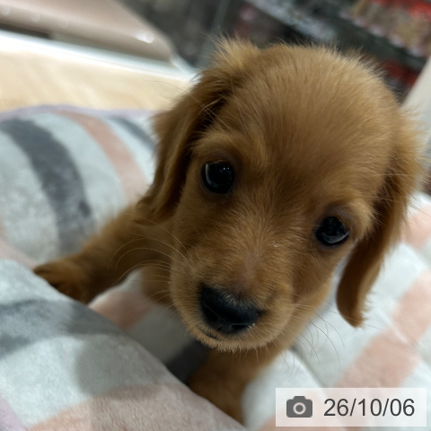 兵庫県のカニンヘンダックスフンド(ロング) (ペットプラス 神戸三宮店/2026年7月23日生まれ/男の子/ゴールド)の子犬の4枚目の画像