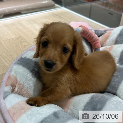 兵庫県のカニンヘンダックスフンド(ロング) (ペットプラス 神戸三宮店/2026年7月23日生まれ/男の子/ゴールド)の子犬の3枚目の画像