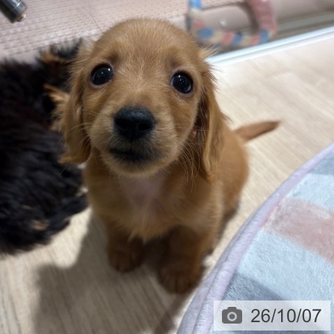 カニーンヘン・ダックスフンドの写真