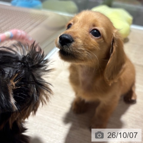 カニーンヘン・ダックスフンドの写真