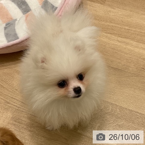 ポメラニアンの写真