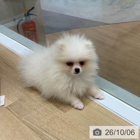 ポメラニアンの写真
