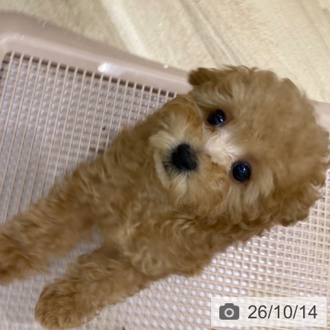 大阪府のトイプードル(トイ) (ペットプラス 鶴見店/2026年7月30日生まれ/男の子/レッドフォーン)の子犬の4枚目の画像