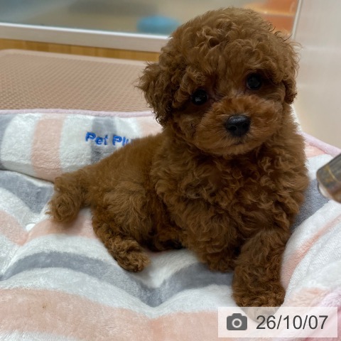 奈良県のトイプードル(トイ) (ペットプラス 大和郡山店/2026年8月3日生まれ/女の子/レッドフォーン)の子犬の3枚目の画像