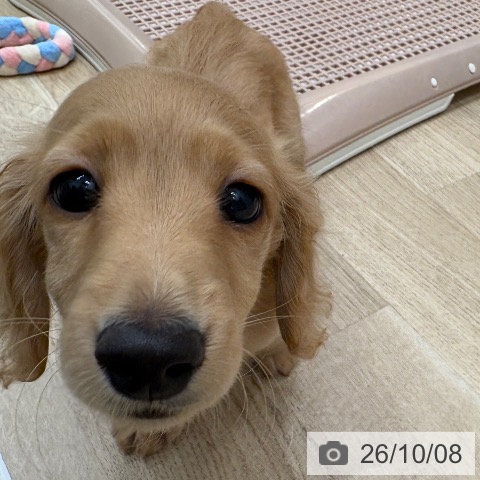 カニーンヘン・ダックスフンドの写真
