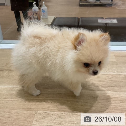 岩手県のポメラニアン (ペットプラス 盛岡南店/2026年8月3日生まれ/女の子/クリーム)の子犬の4枚目の画像