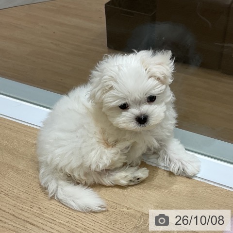 岩手県のマルチーズ (ペットプラス 盛岡南店/2026年8月7日生まれ/男の子/ホワイト)の子犬の4枚目の画像