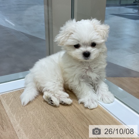 岩手県のマルチーズ (ペットプラス 盛岡南店/2026年8月7日生まれ/男の子/ホワイト)の子犬の3枚目の画像