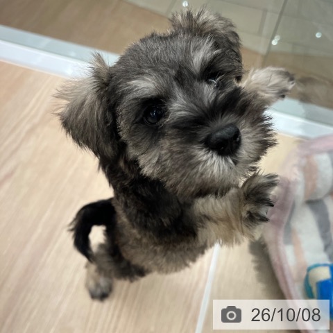ミニチュア・シュナウザーの写真