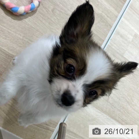 新潟県のパピヨン (ペットプラス 新潟亀田インター店/2026年8月6日生まれ/女の子/ホワイトブラウン)の子犬の3枚目の画像