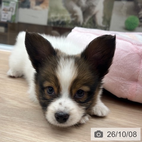 パピヨンの写真