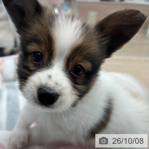 パピヨンの写真