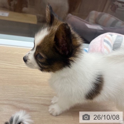 パピヨンの写真