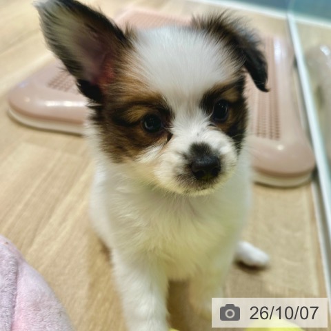 パピヨンの写真