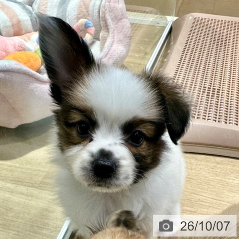 パピヨンの写真